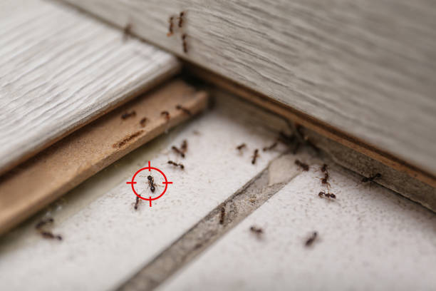 Best Commercial Pest Control Services  in Mount Ayr, IA