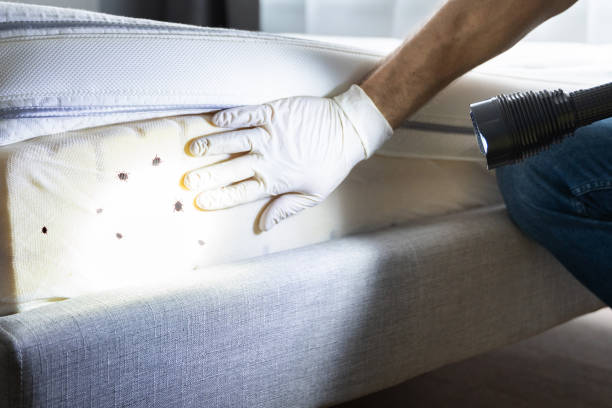 Best Wasp Removal Services  in Mount Ayr, IA