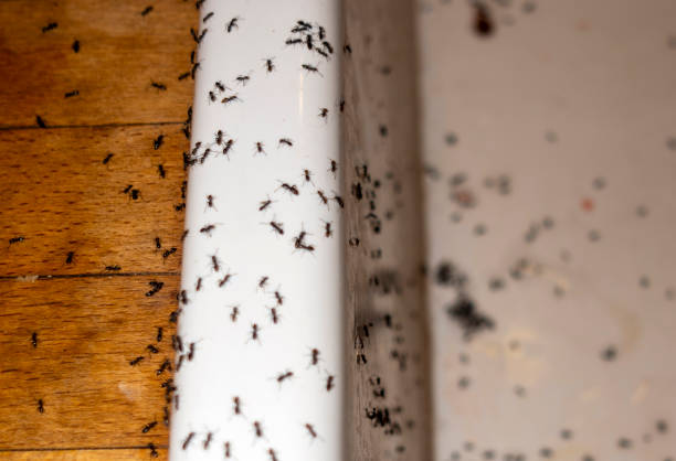 Best Insect Control  in Mount Ayr, IA
