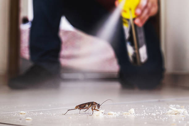 Best Local Pest Control Services  in Mount Ayr, IA