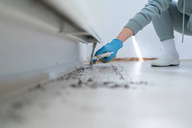 Trusted Mount Ayr, IA Pest Control Experts